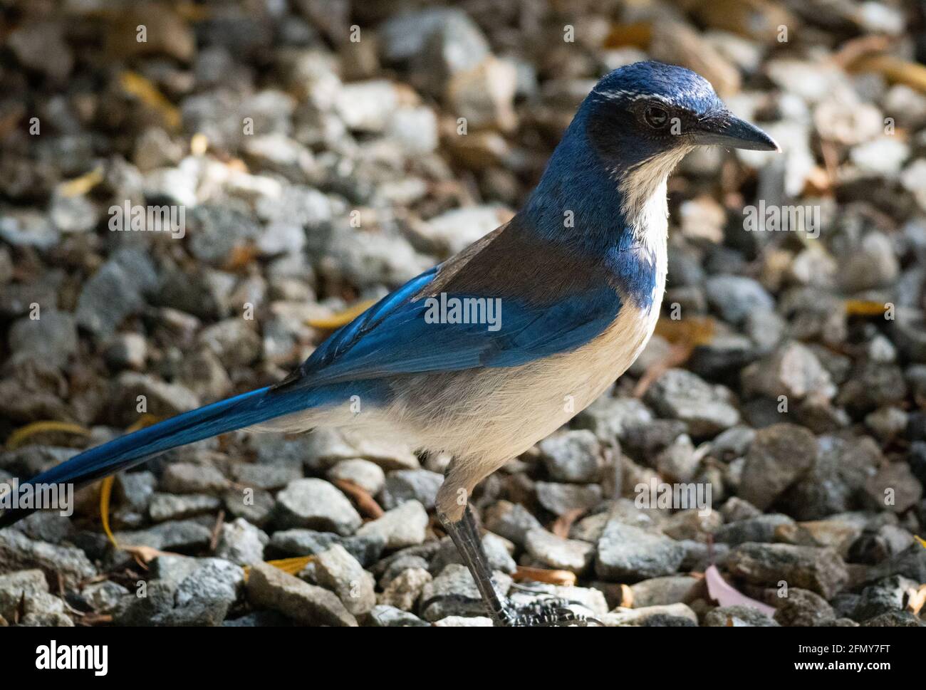Un geai de broussailles de Californie (Aphelocoma californica) se dresse sur un fond rocheux à Woodland Hills, Californie, États-Unis Banque D'Images