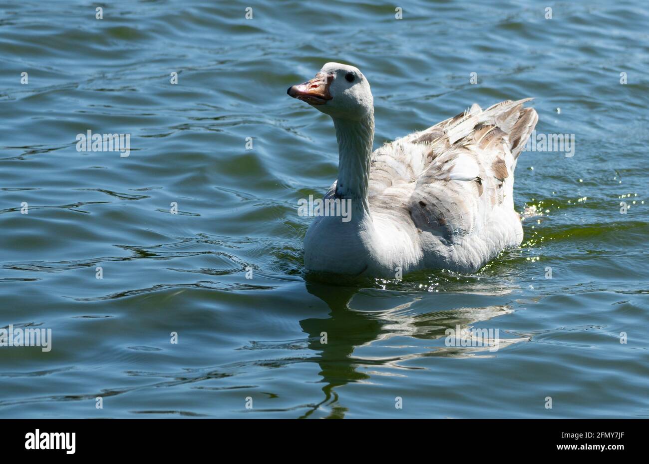 Une oie des neiges (Chen caerulescens) glisse dans l'eau à Haskell Creek, dans la réserve naturelle du bassin de Sepulveda, à Woodley, en Californie, aux États-Unis Banque D'Images