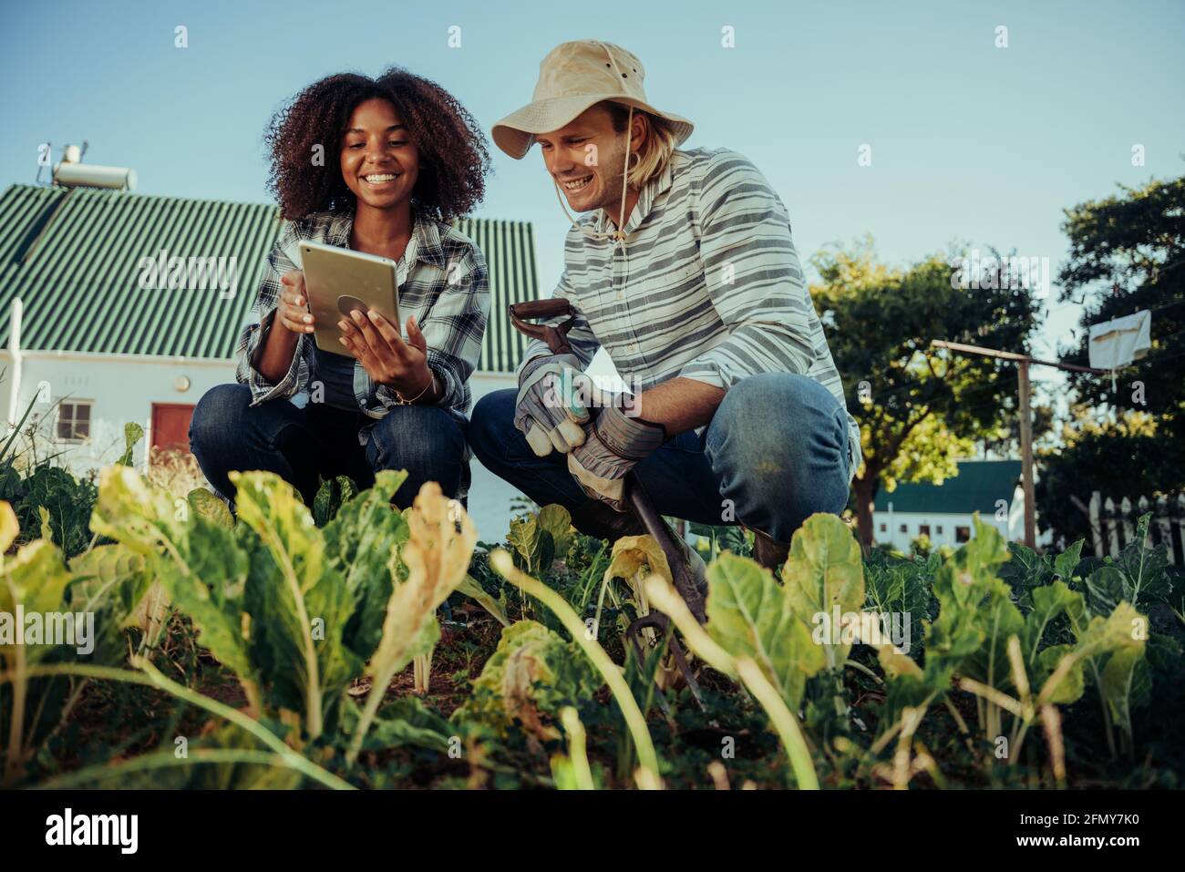 les agriculteurs travaillant dans le potager patch pour les informations de recherche de projet de géographie sur les feuilles de la tablette numérique Banque D'Images