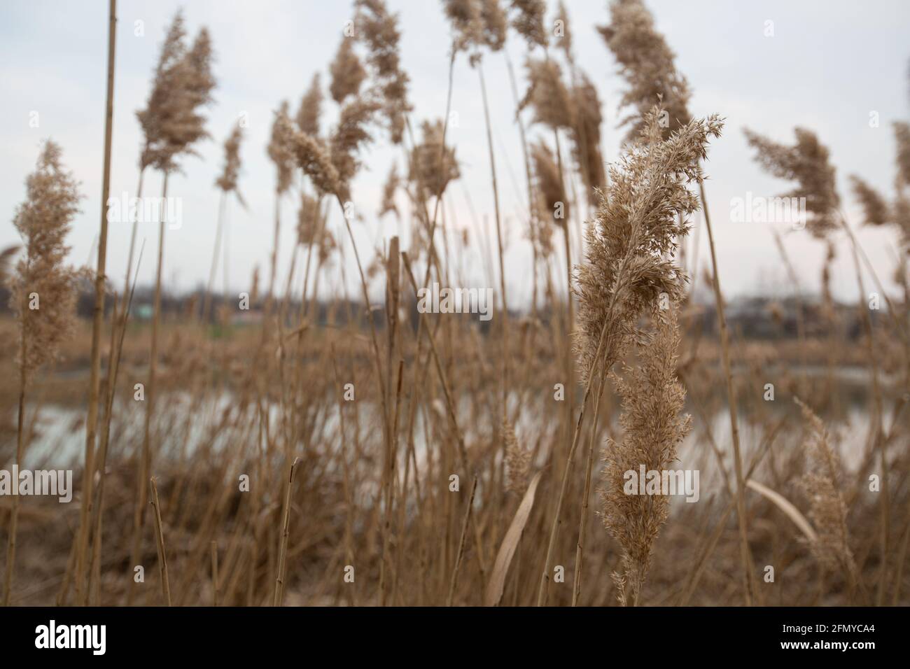 roseaux secs au bord du lac dans le village. beaucoup de roseaux beiges Banque D'Images