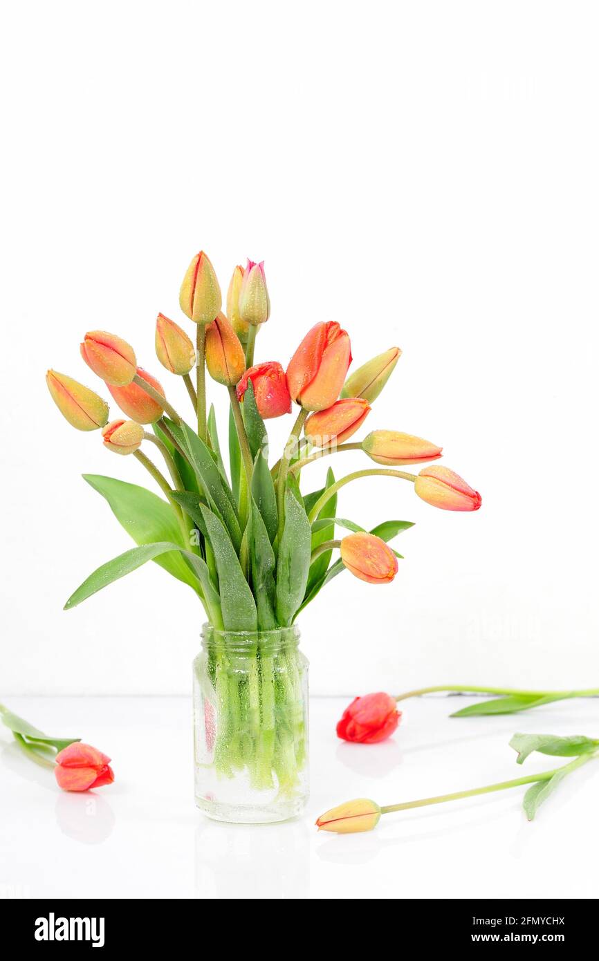 Aroma, fleur, frais, ouvert, réflexion, stil life, printemps, tulipes,  composition, beau, beauté, Fleur, fleurs, bouquet, carte, couleur, coloré  Photo Stock - Alamy