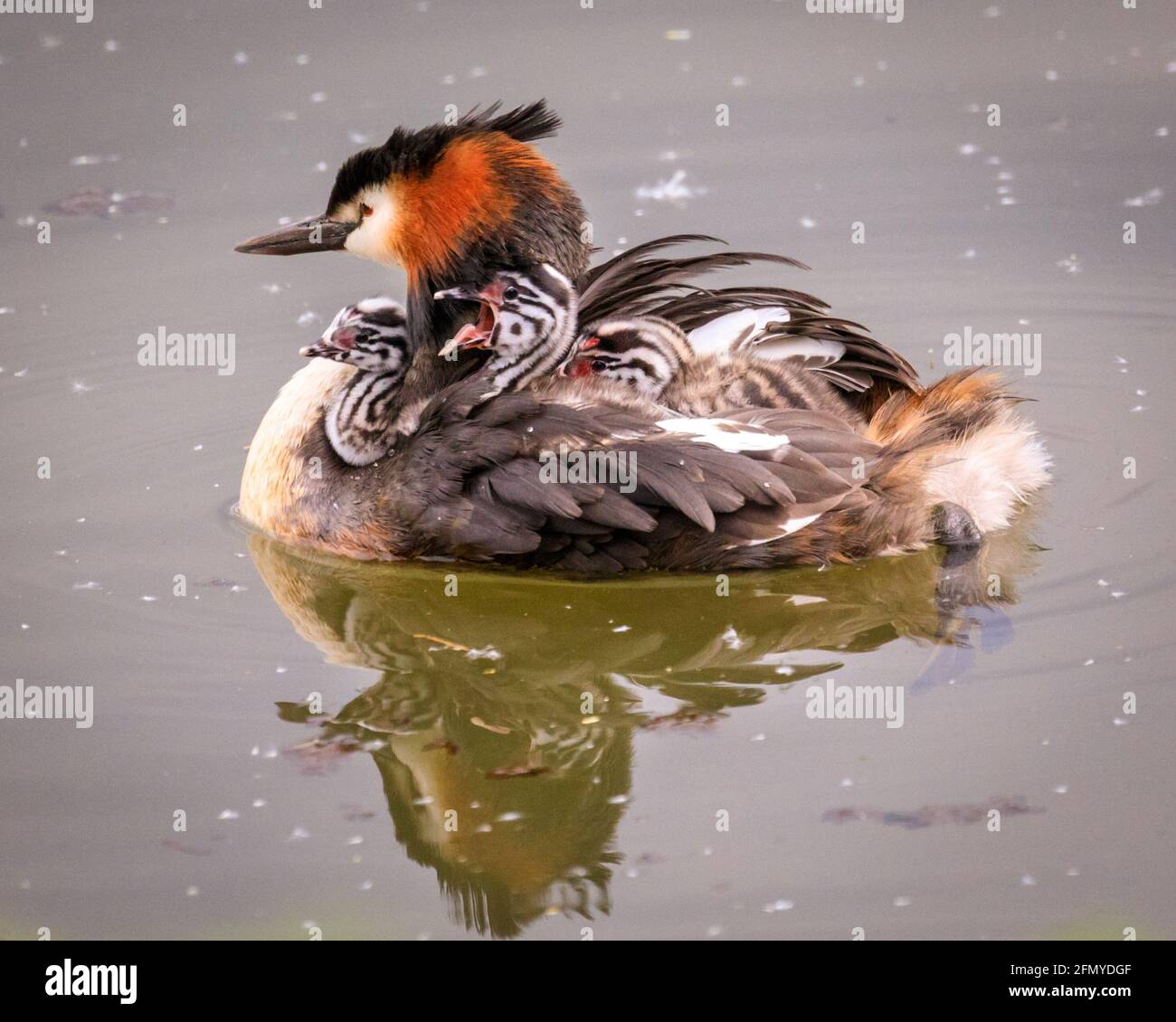 Haltern am See, NRW, Allemagne. 12 mai 2021. Trois mignons petits poussins de grebe à crête (Podiceps cristatus), toujours avec leurs têtes rayées noires et blanches distinctives et un point rouge vif en forme de coeur sur leur front, accrocher une balade confortable sur le dos de leur mère tandis que le mâle livre continuellement des poissons pour le dîner. Credit: Imagetraceur/Alamy Live News Banque D'Images