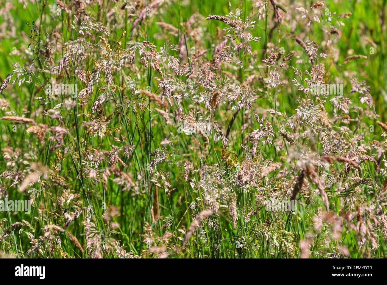 Fétuques (Festuca) et graminées de prairie poussant dans un champ, Angleterre, Royaume-Uni Banque D'Images