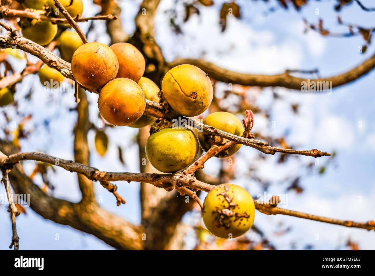 Le fruit kendu aussi connu comme la forêt indienne le fruit Persimmon dans les arbres. Banque D'Images