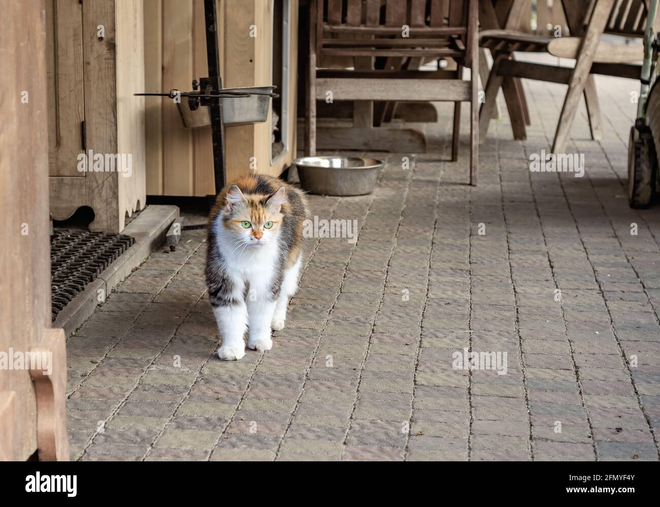 Chat tricolore sur un trottoir près de tuile un hangar à la ferme. Banque D'Images