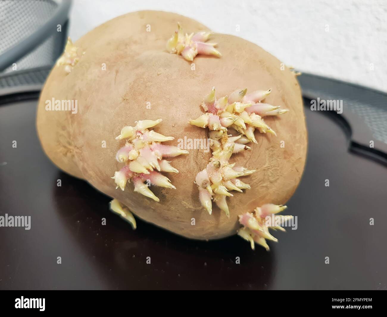 Vieille pomme de terre Banque de photographies et d’images à haute — free download