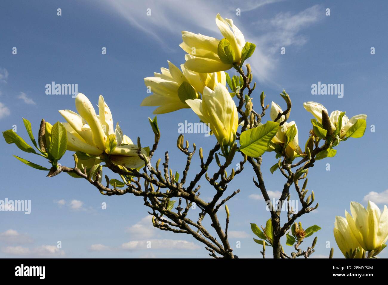 Fleur de magnolia Magnolia 'Butterflies' jaune Magnolia Banque D'Images