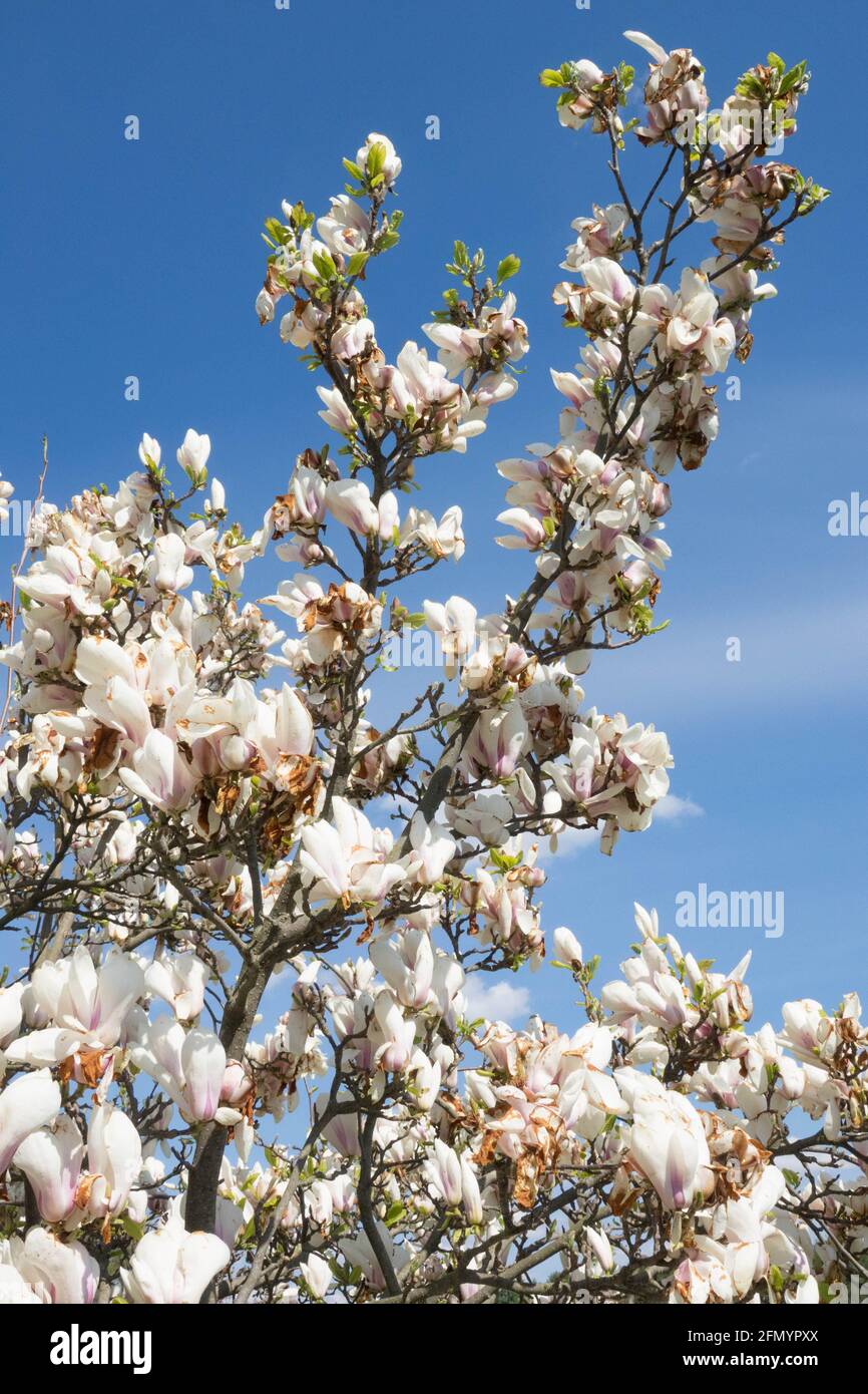 Fleurs blanches, violettes teintées à la base à l'extérieur de Magnolia Brozzonii Banque D'Images