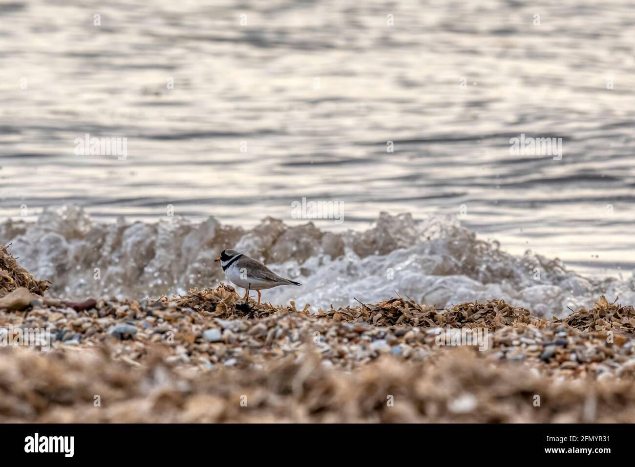 Pluvier annelé, Charadrius hiaticula, huntinf pour la nourriture le long de la tideline sur la plage de Snettisham. Banque D'Images