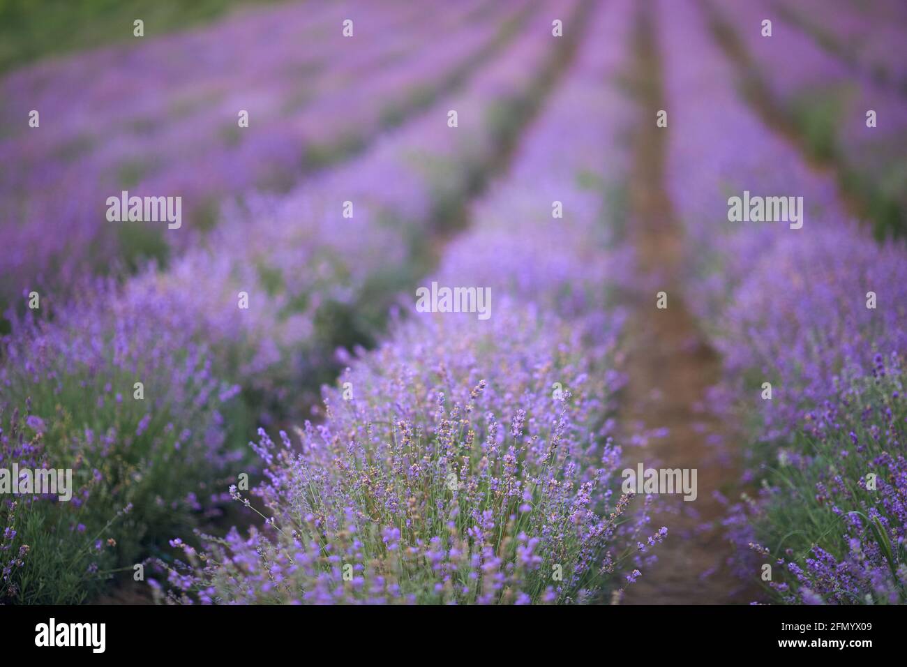 Foyer sélectif de belles fleurs violettes brillantes fleurissant dans les terres agricoles de campagne. Longues parcelles sur le champ de lavande, prairie en été. Concept de beauté de la nature, aromathérapie. Banque D'Images