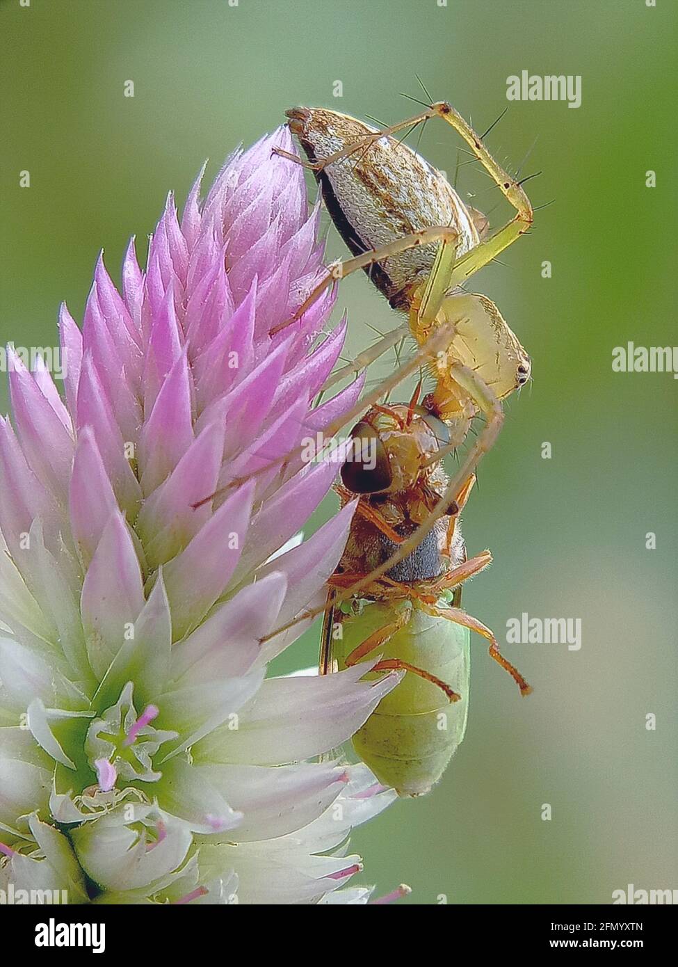 Photo macro d'une araignée qui a attrapé un bogue Banque D'Images