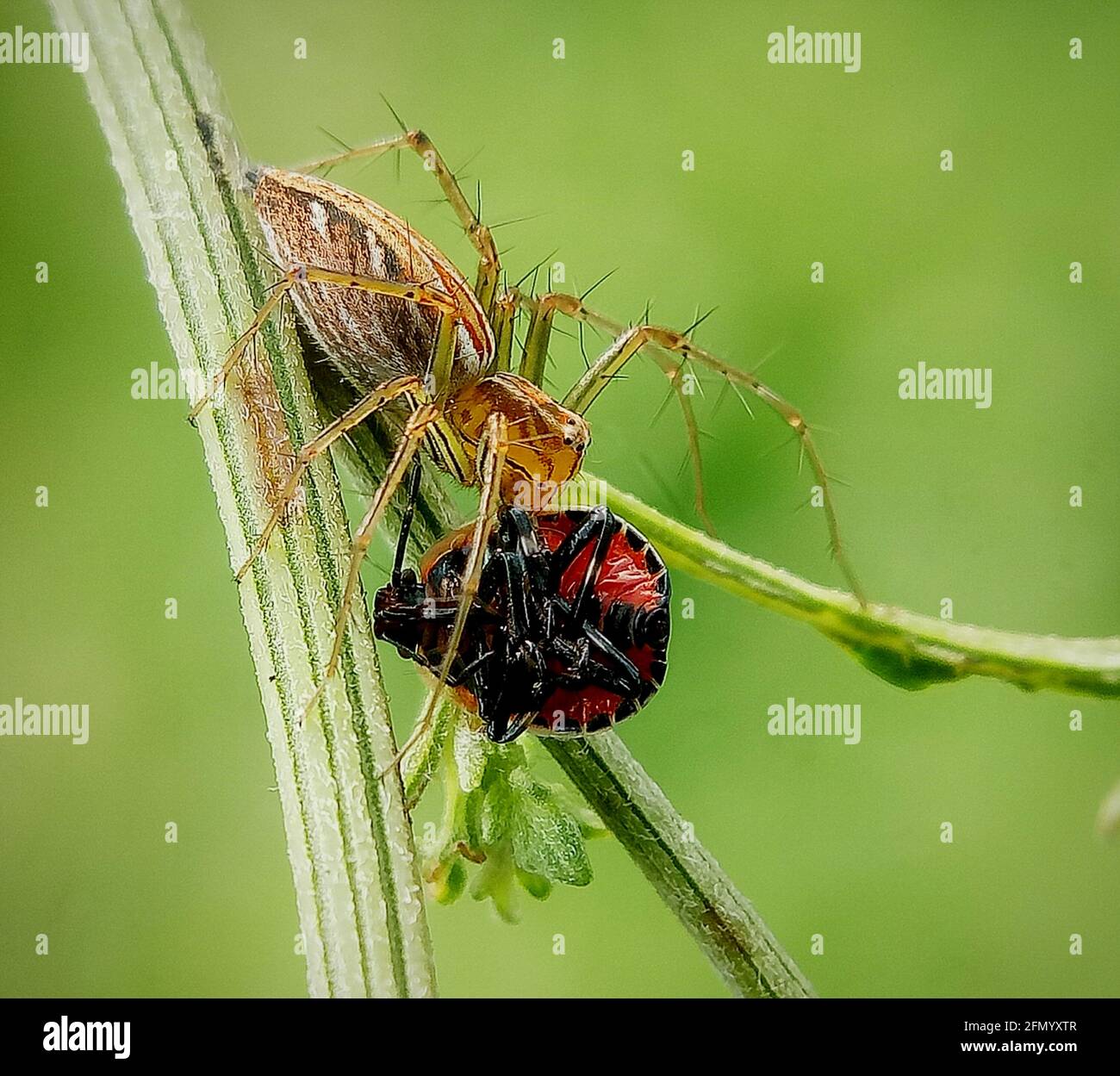 Gros plan d'une araignée chassant un insecte Banque D'Images