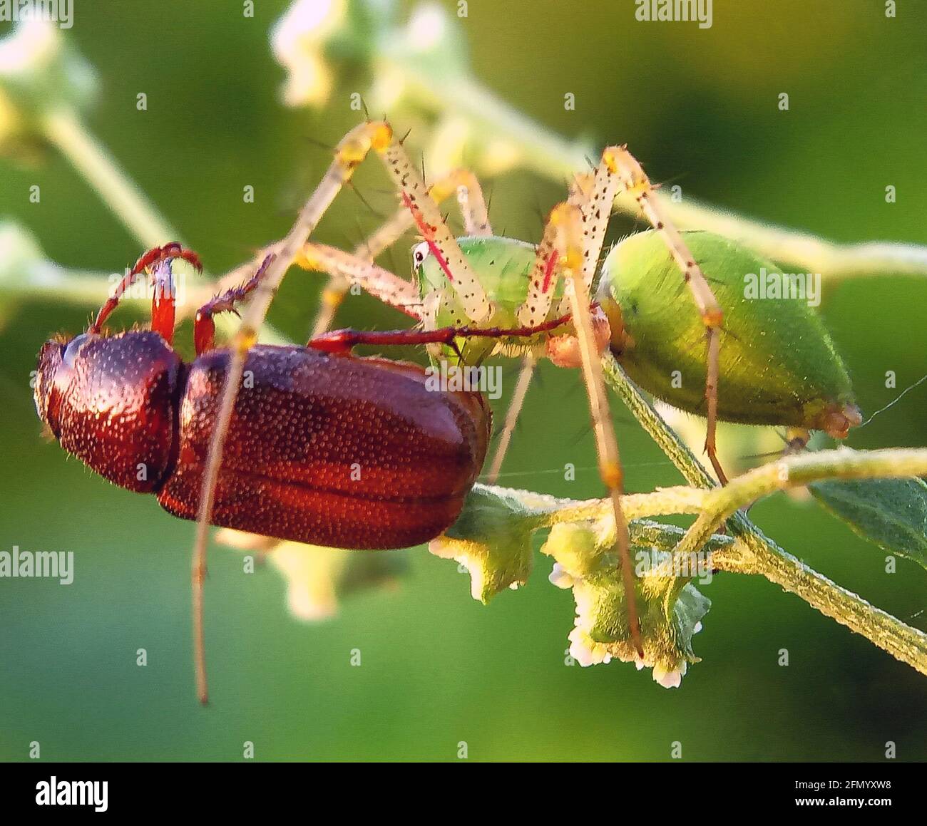 Photo macro d'une araignée chassant un fourmis Banque D'Images