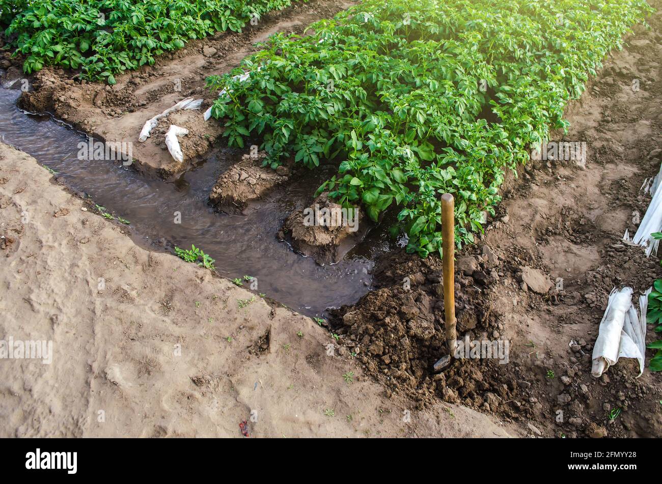 L'eau traverse des canaux pour se transformer en tunnel de serre avec une plantation de pommes de terre. Cultures en début de printemps à l'aide de serres. Équipement agricole Banque D'Images