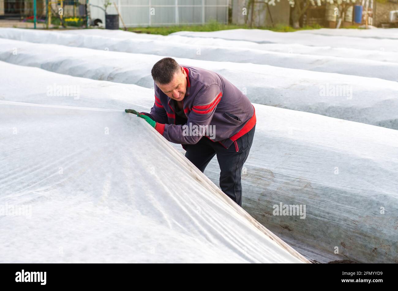 Un agriculteur décache une plantation de plants de pommes de terre de l'agrofibre. Ouverture des jeunes pommes de terre lorsqu'elles se réchauffent. Effet de serre. Protection contre les résidus de récolte Banque D'Images