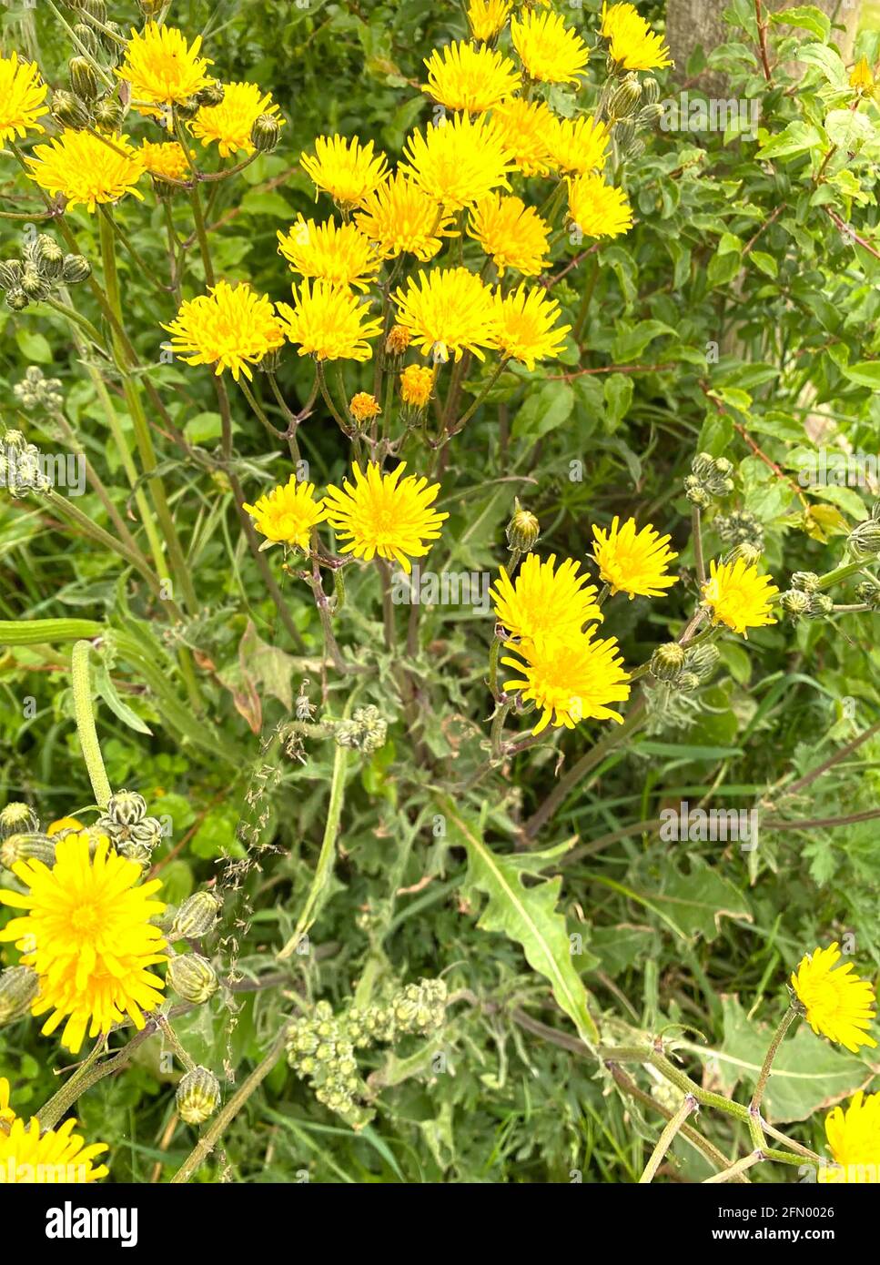 SMO0OTH BARBE DE FAUCON Crepis capillaris. Photo : Tony Gale Banque D'Images