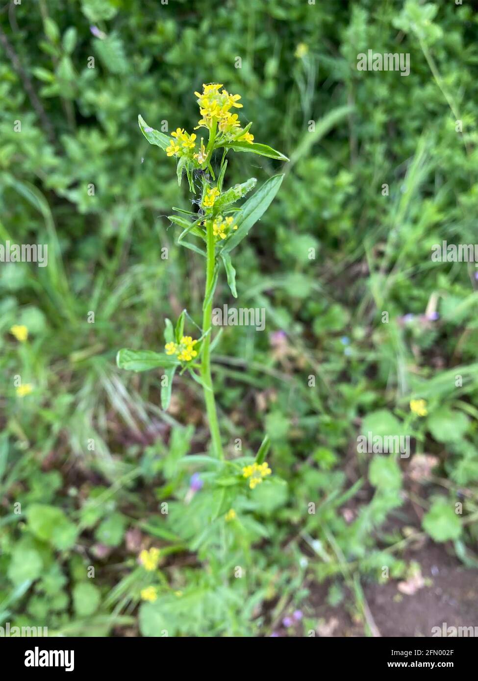 MOUTARDE DE HAIE Sisymbrium officinale. Photo : Tony Gale Banque D'Images