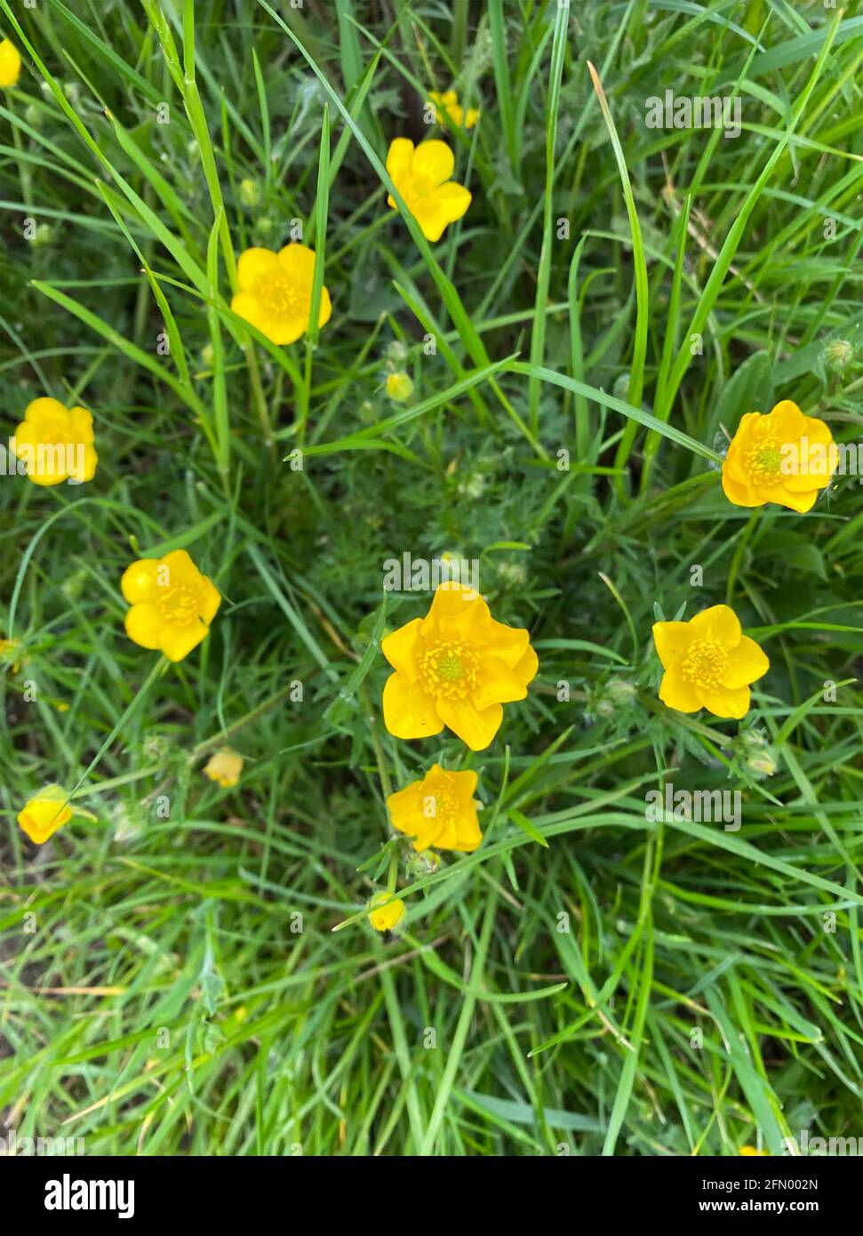CORS DE RANUNCULUS DE LA COUPE DES ARBRES DE PRAIRIE. Photo: Tony Gale Banque D'Images