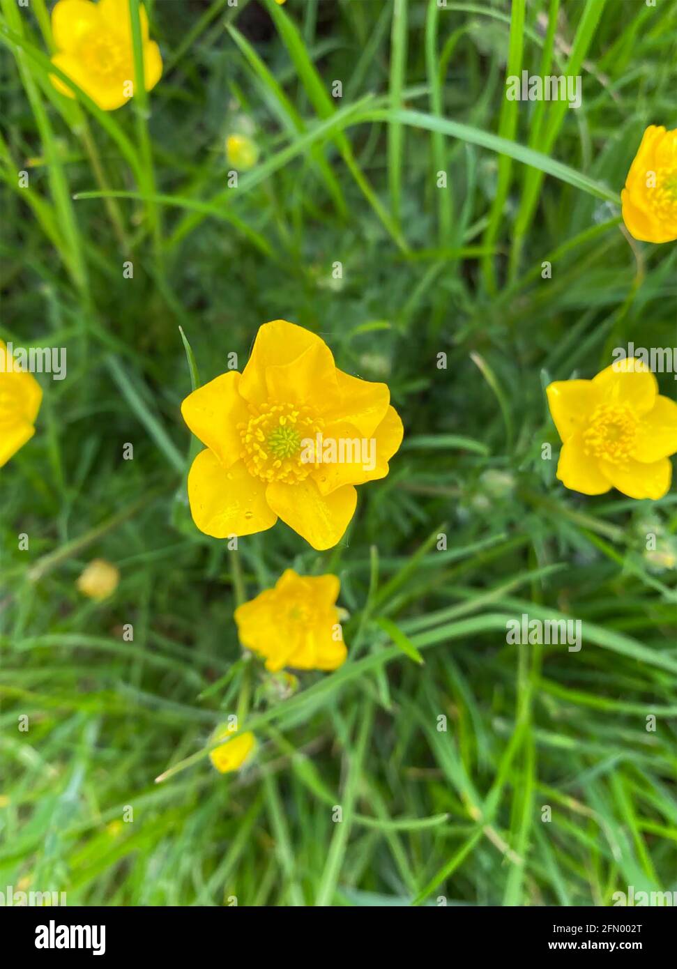 CORS DE RANUNCULUS DE LA COUPE DES ARBRES DE PRAIRIE. Photo: Tony Gale Banque D'Images