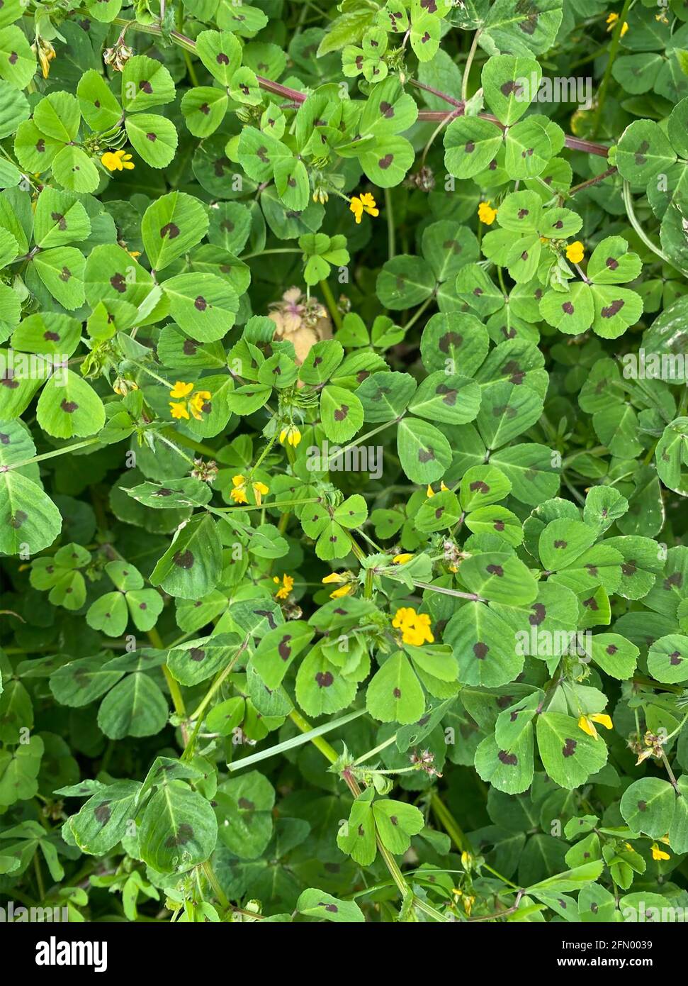 MEDICAGO arabica, MÉDULÉ ET TACHETÉ. Photo : Tony Gale Banque D'Images
