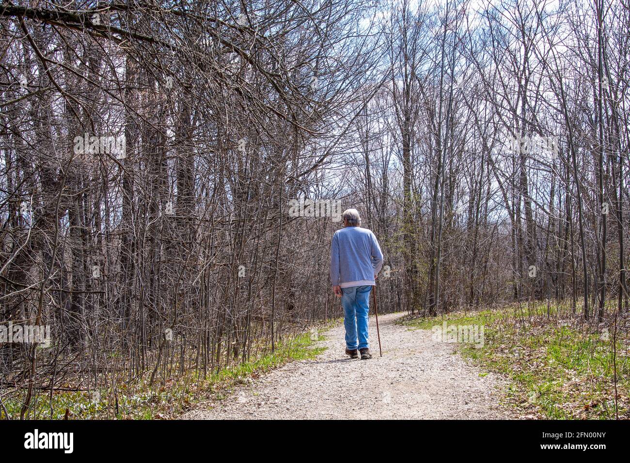Un seul homme senior marchant sur la piste de terre boisée avec marche bâton Banque D'Images