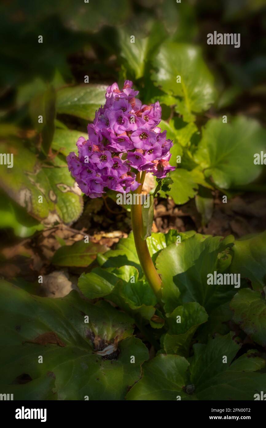 Bergenia fleur pike dans le soleil de printemps debout fier de son feuilles Banque D'Images