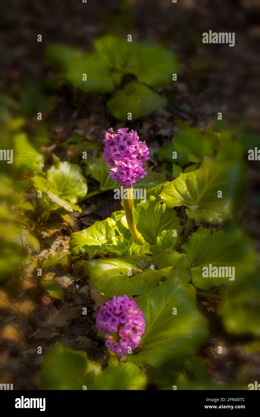 Bergenia fleur pike dans le soleil de printemps debout fier de son feuilles Banque D'Images