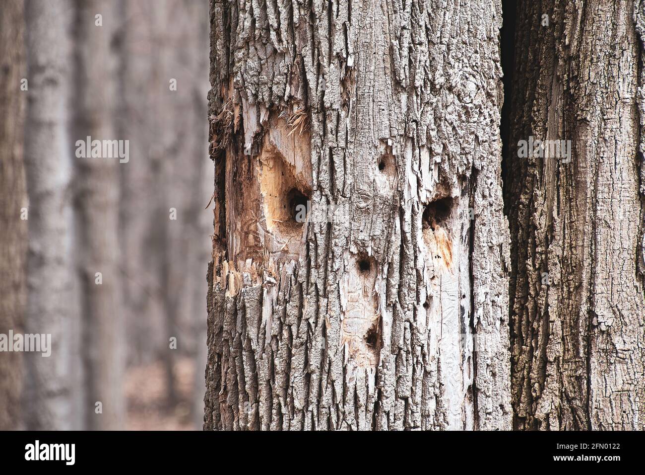 trous de pic à motif de face dans le tronc de l'arbre Banque D'Images