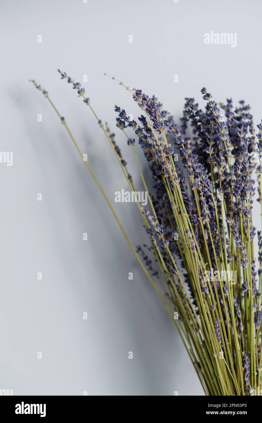 Bouquet de lavande sec isolé sur fond gris. Copier l'espace Photo Stock -  Alamy