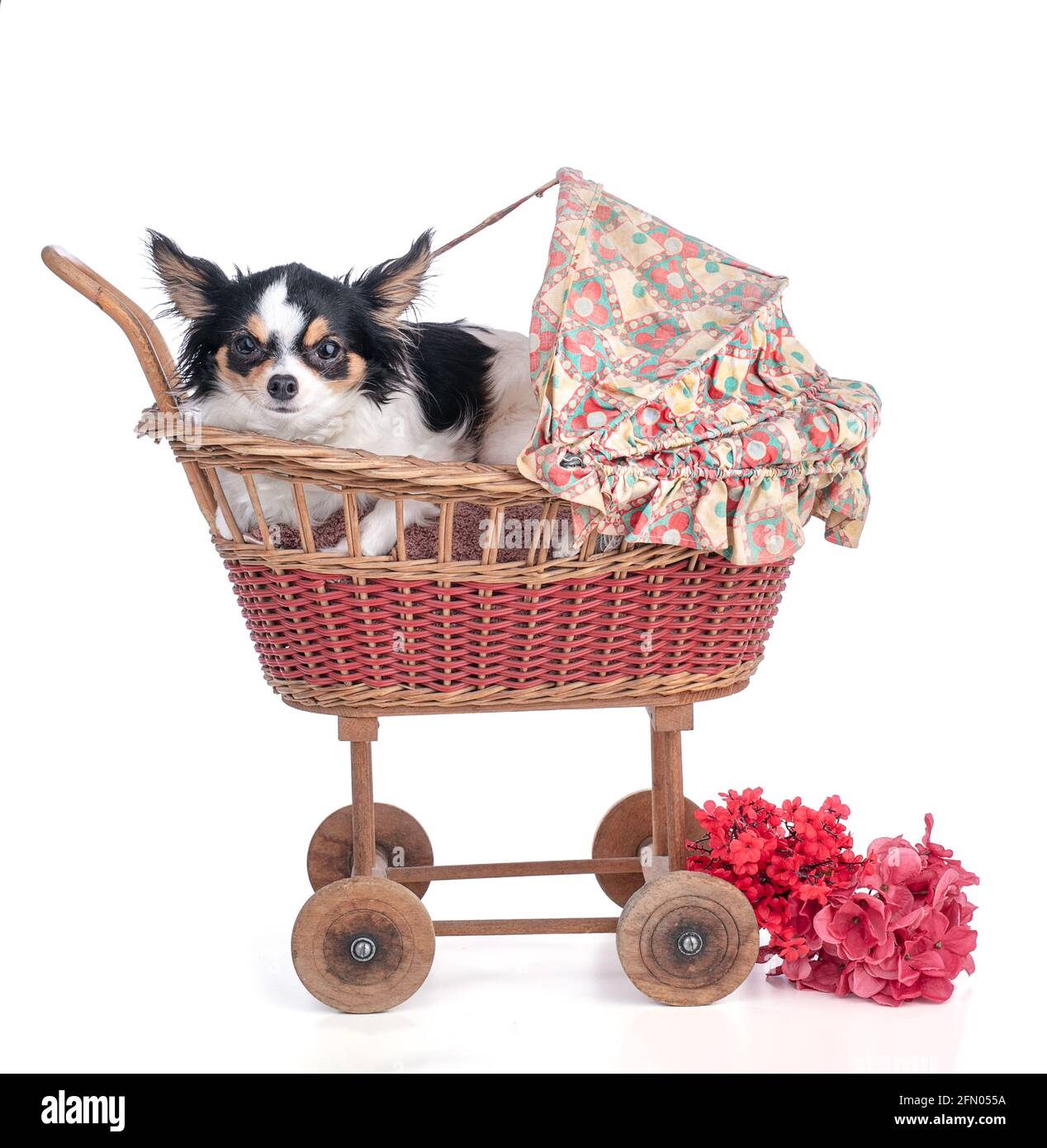 Chihuahua Dans Une Petite Voiture De Bebe Vintage Sur Fond Blanc Photo Stock Alamy