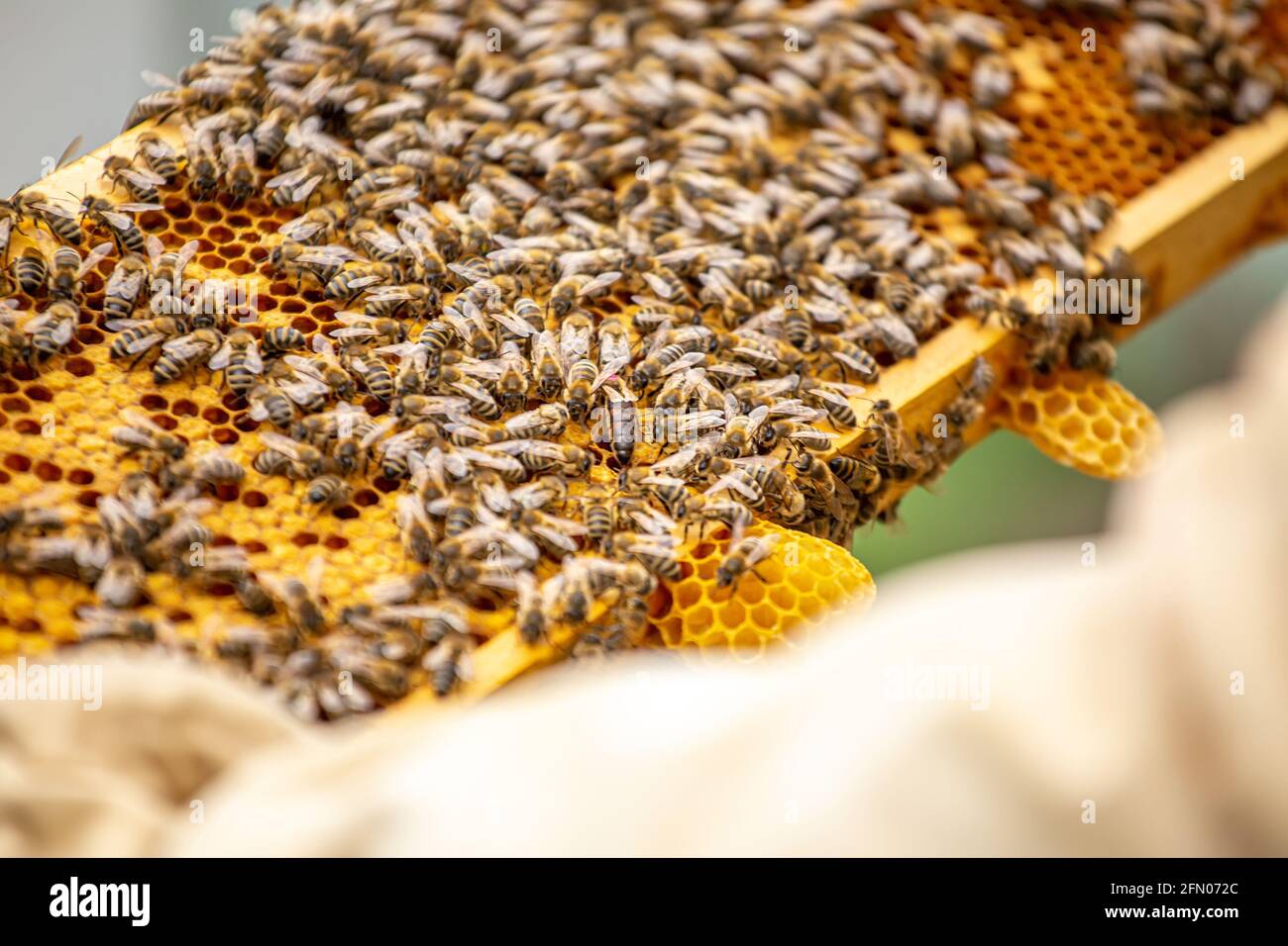 Étiquette queen abeilles rampant sur le cadre rempli d'abeilles et de couvain. Famille forte sur le cadre. Mise au point douce Banque D'Images