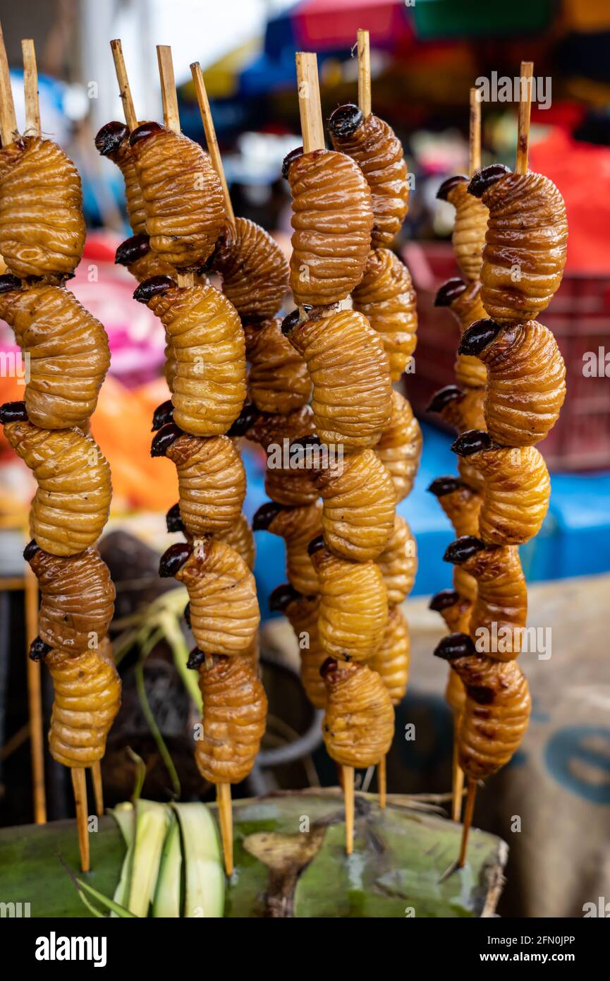 Délicatesse amazonienne de grubes grillés (Cocotero) sur une brochette à Iquitos, Pérou Banque D'Images