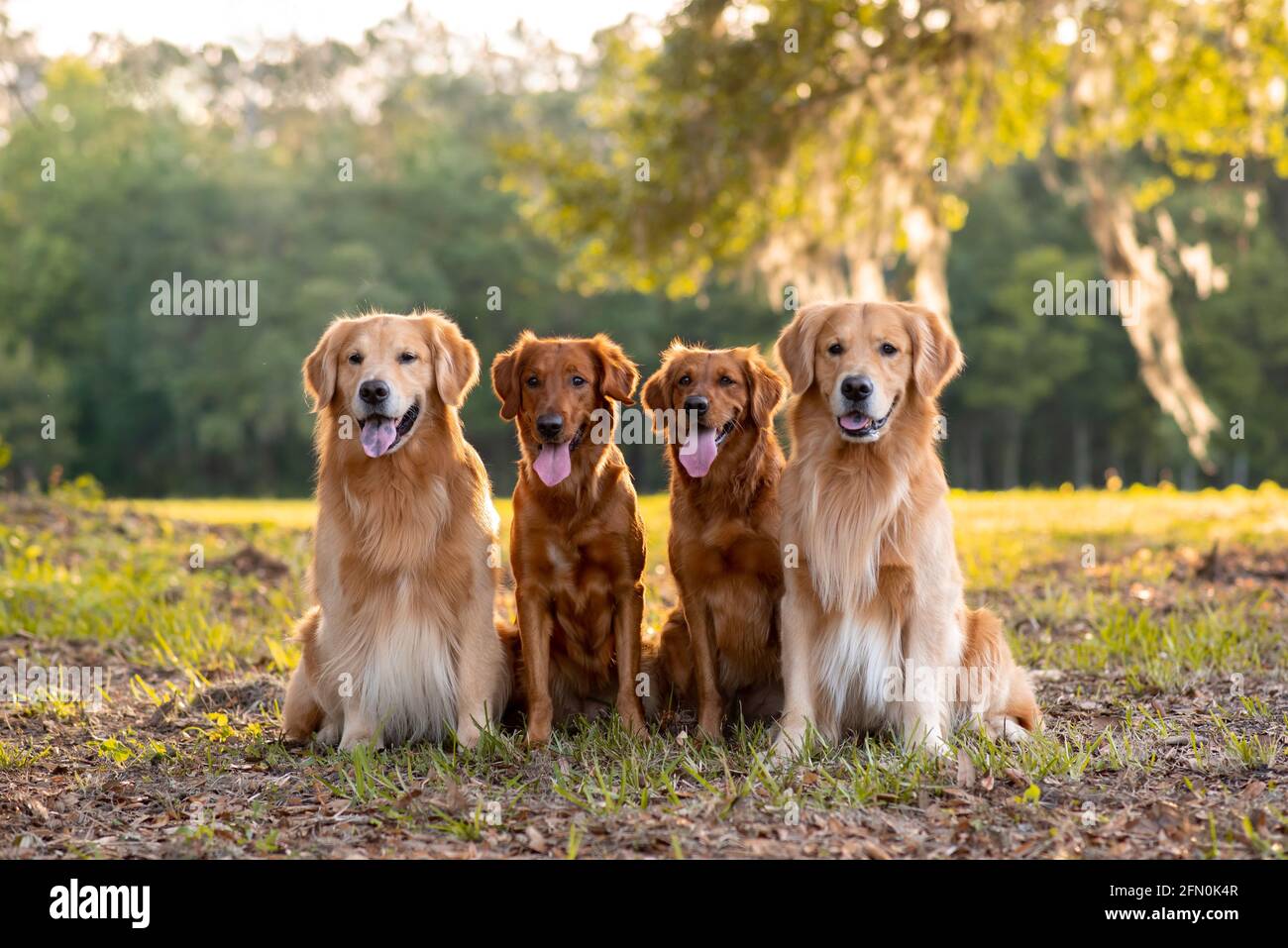 Golden Retriever Dogs en plein air dans un grand champ d'herbe au coucher du soleil, belle lumière dorée Banque D'Images