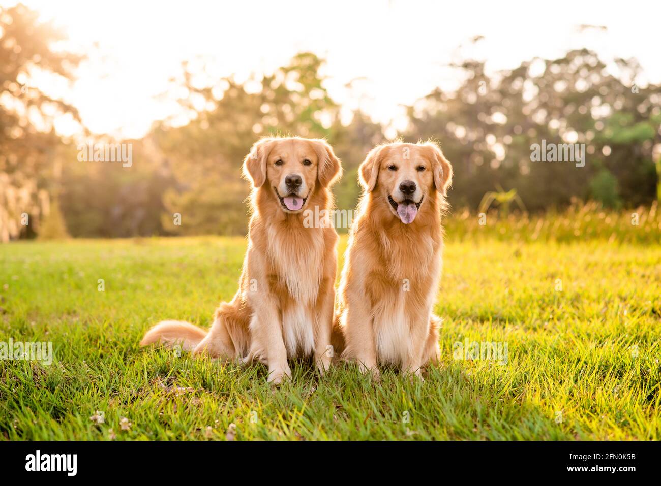 large golden retriever