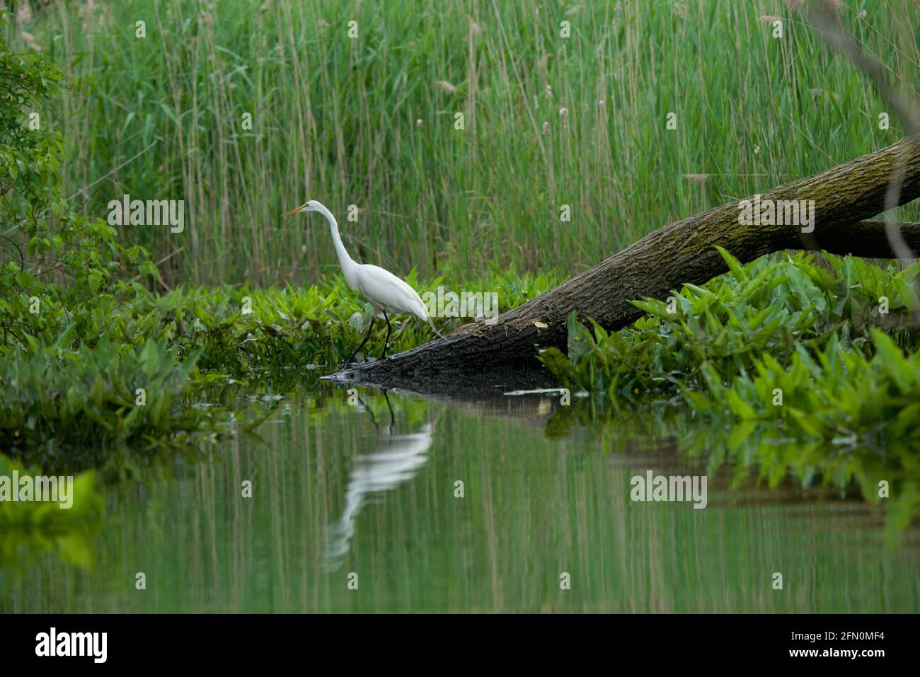 hermosa garza blanca pescando sobre de un árbol caído en el lago... Banque D'Images