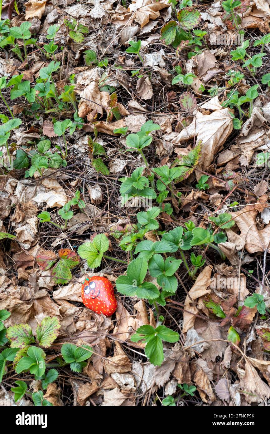 Issaquah, Washington, États-Unis. Plantes de fraise surhivernales parées de feuilles mortes, avec une roche peinte pour ressembler à une fraise. Banque D'Images