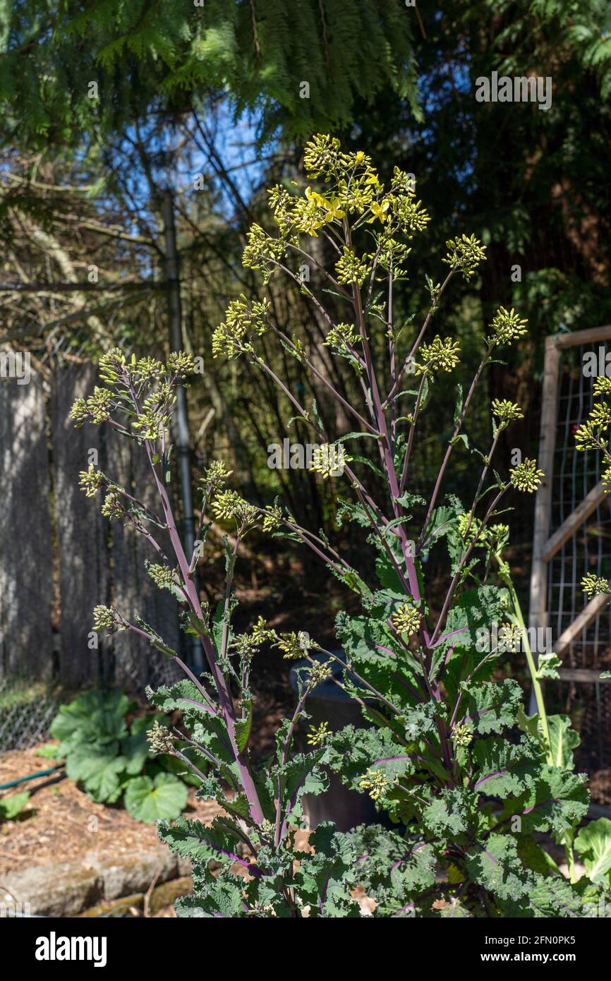 Issaquah, Washington, États-Unis. Gros plan du Kale russe rouge hiverné avec des fleurs et des fleurs au début du printemps. Banque D'Images