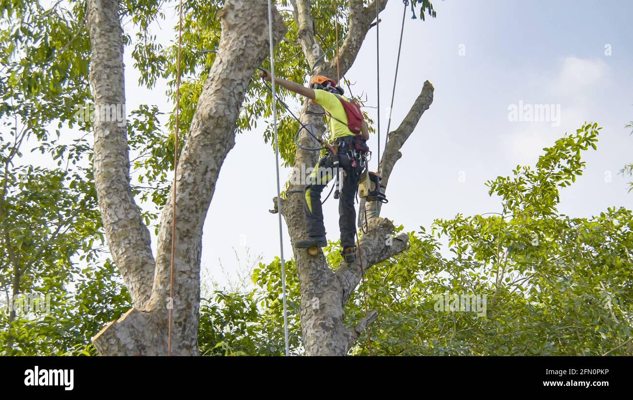 Enlèvement de matière pour l'élagage des arbres Banque D'Images