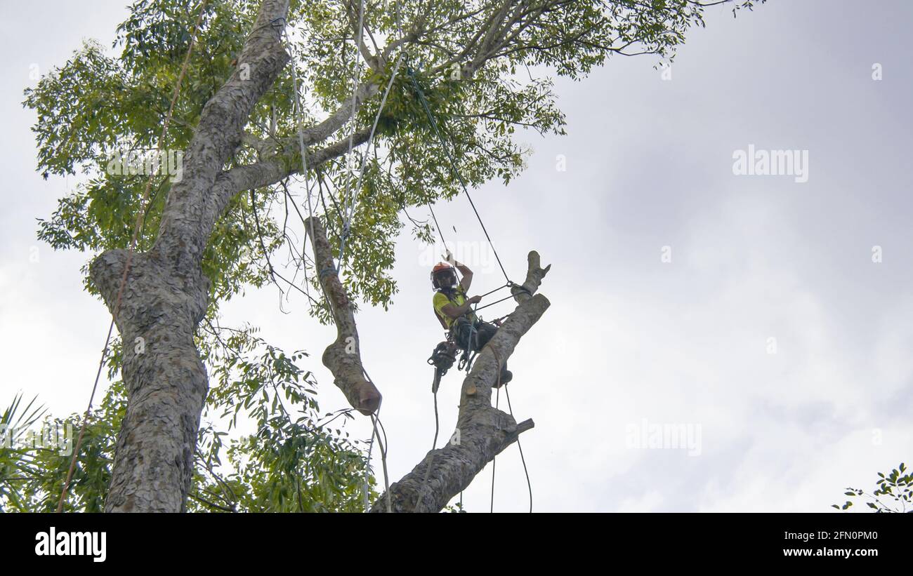 Enlèvement de matière pour l'élagage des arbres Banque D'Images