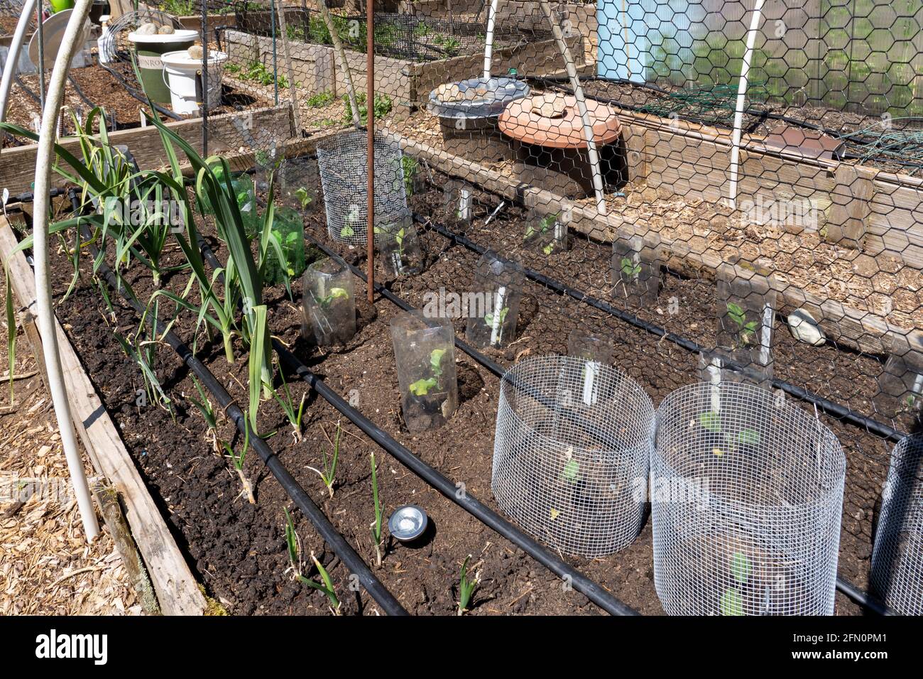 Issaquah, Washington, États-Unis. Jardin de printemps avec des barrières en métal et en plastique autour de la plupart des plantes pour les maintenir à l'écart des limaces et autres animaux. Gyp Banque D'Images