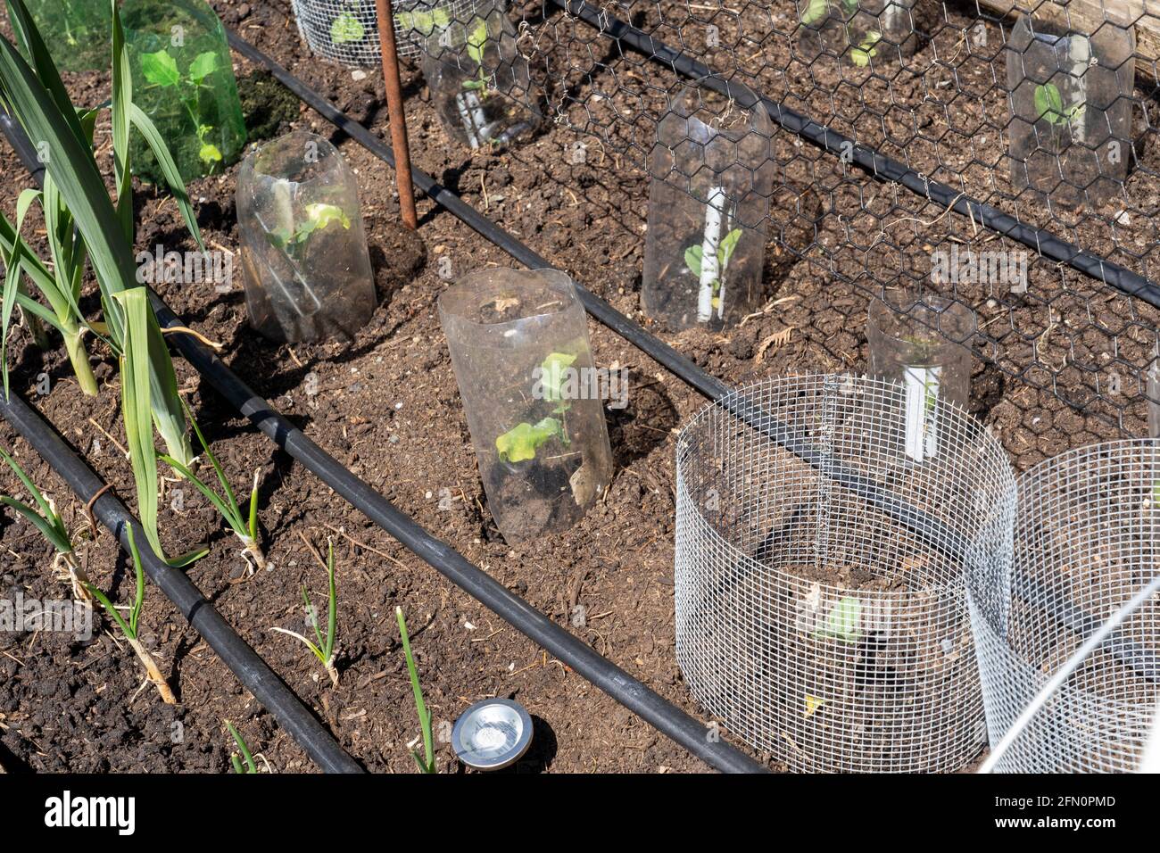 Issaquah, Washington, États-Unis. Jardin de printemps avec des barrières en métal et en plastique autour de la plupart des plantes pour les maintenir à l'écart des limaces et autres animaux. Gyp Banque D'Images