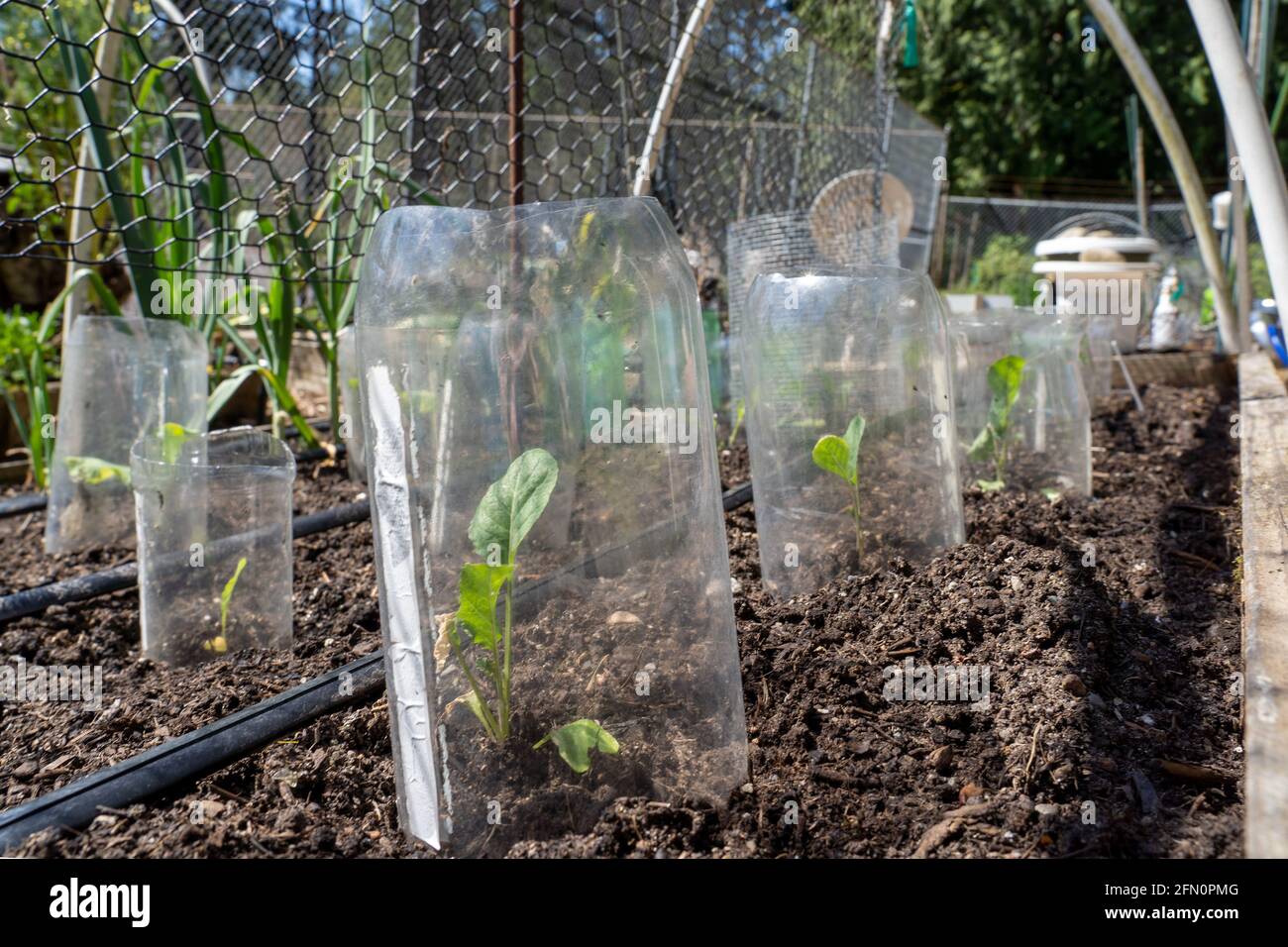 Issaquah, Washington, États-Unis. Jardin de printemps avec des barrières en métal et en plastique autour de la plupart des plantes pour les maintenir à l'écart des limaces et autres animaux. Oreille Banque D'Images