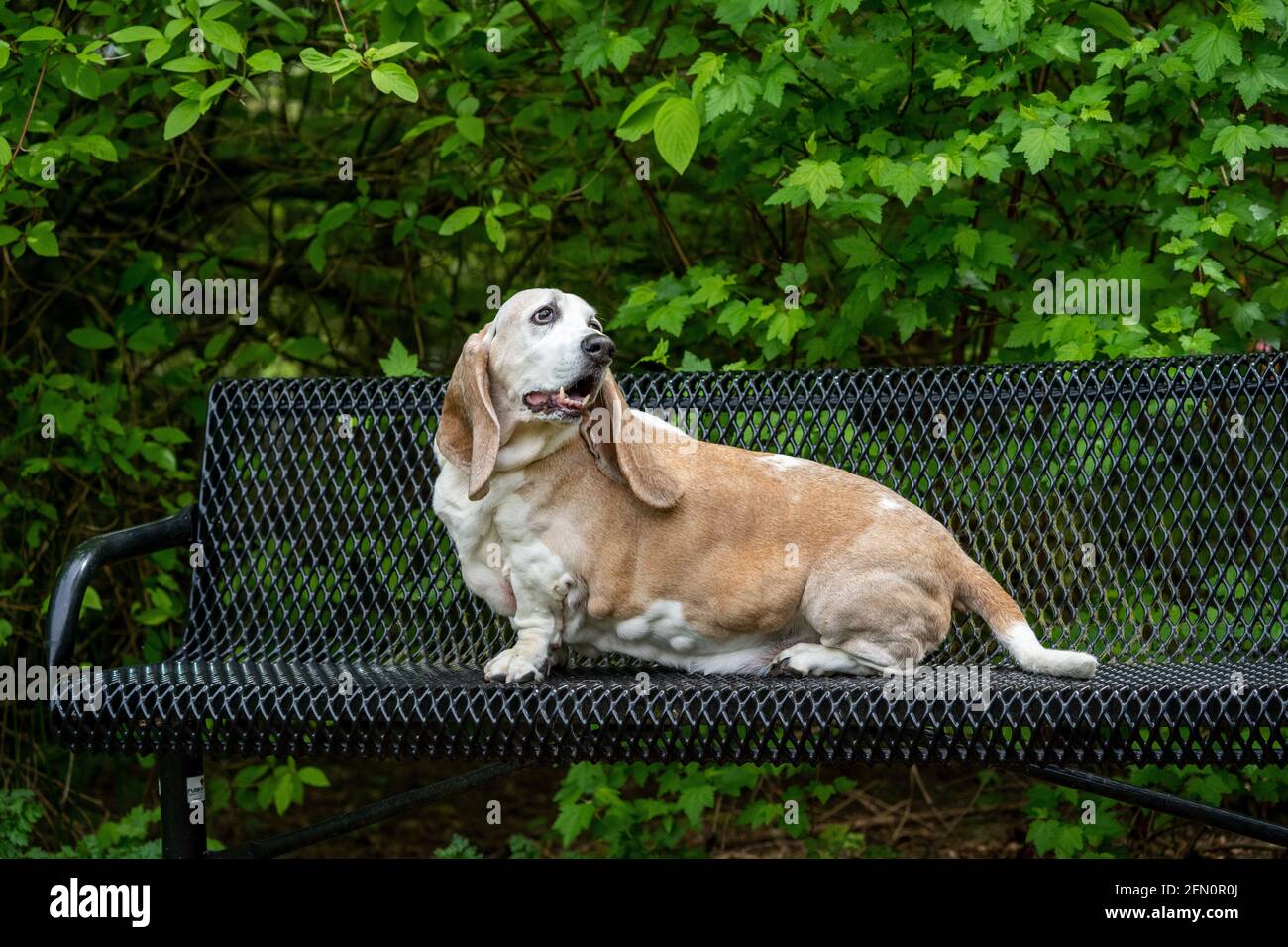 Issaquah, Washington, États-Unis. OPIE, un chien courant âgé de Basset atteint d'un cancer du lymphome, reposant sur un banc de parc. (PR) Banque D'Images