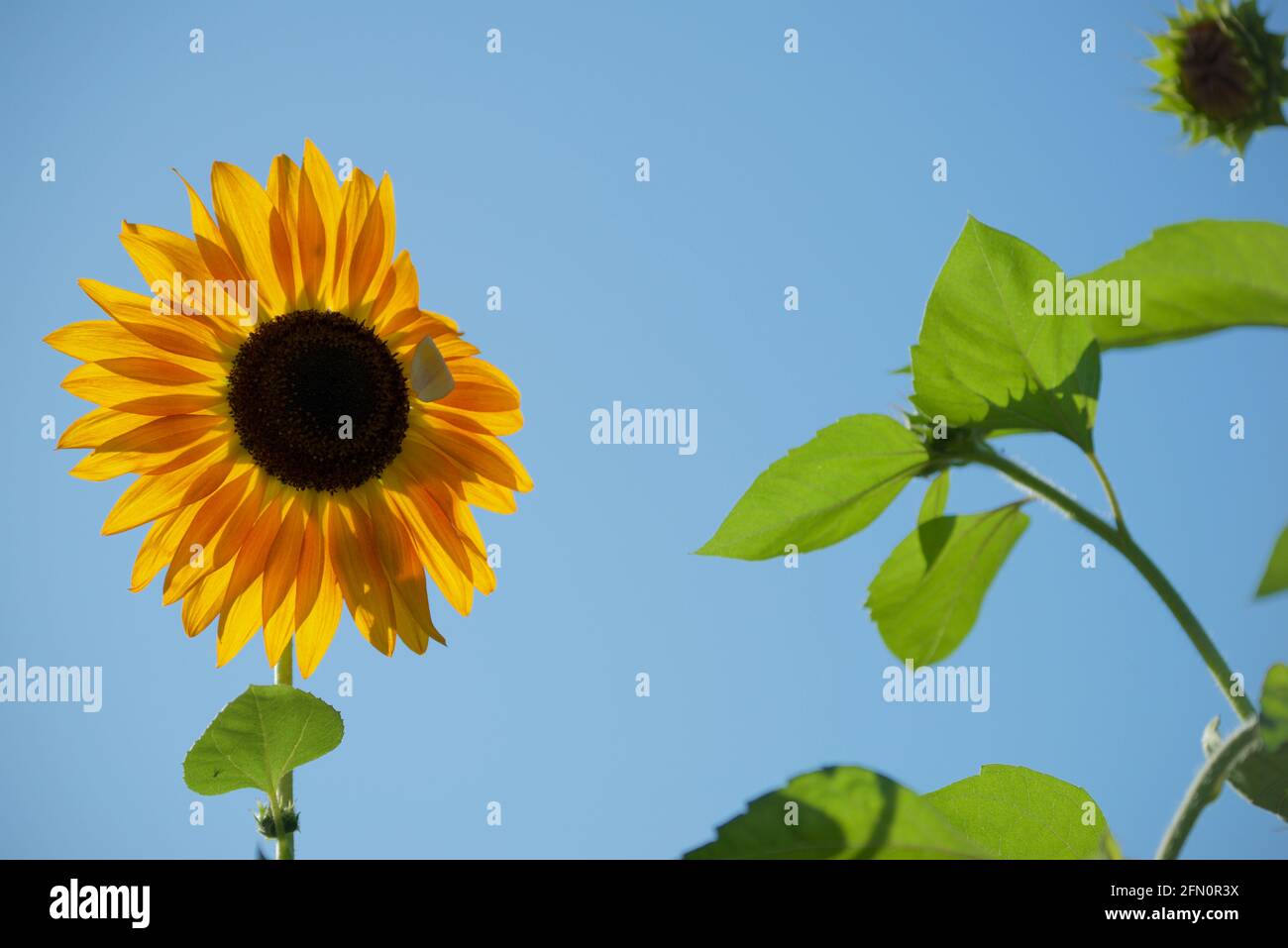 magnifique fond bleu rétro-éclairé de tournesol. Banque D'Images