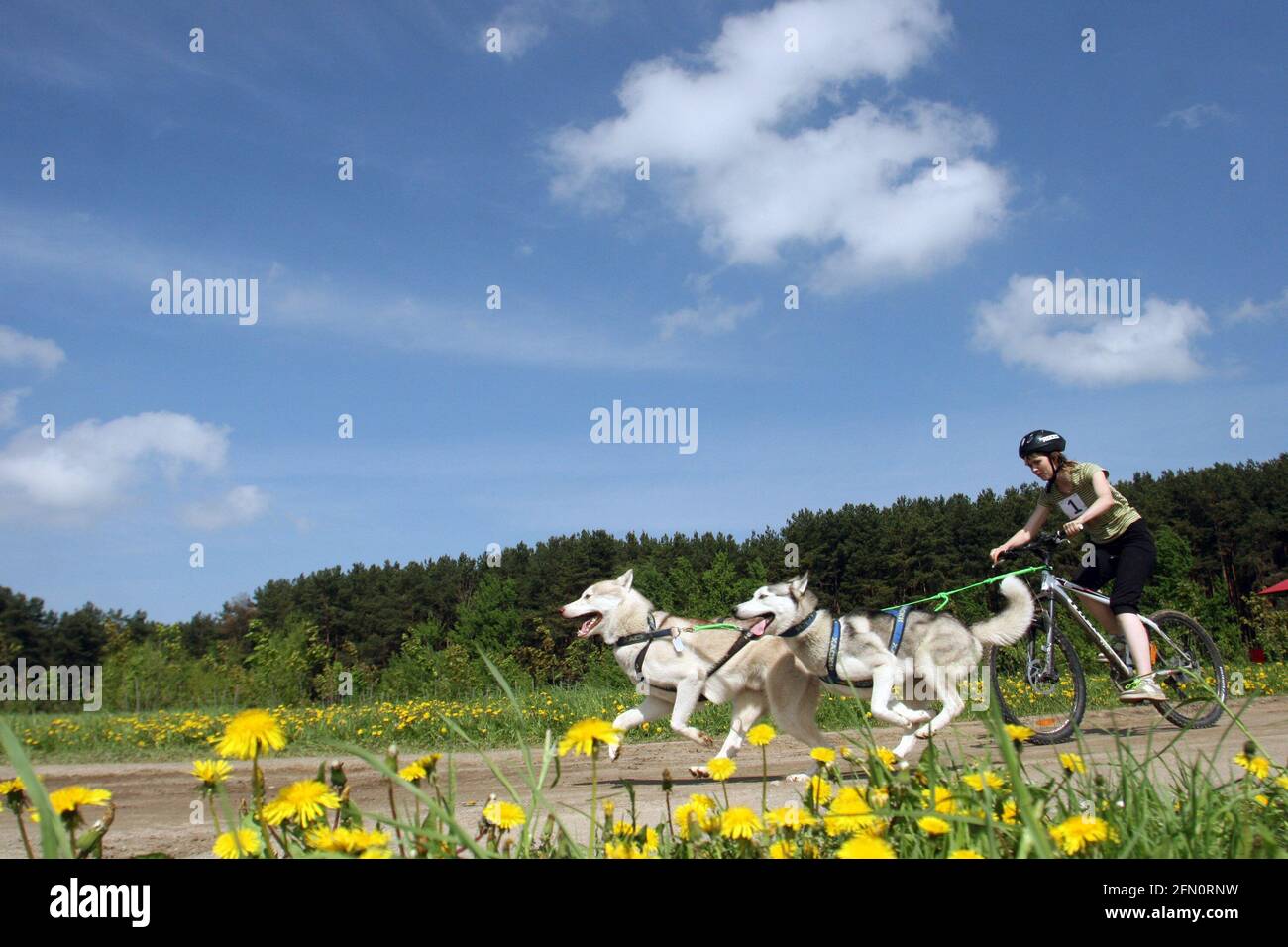 Bélarus. 2010 mai : les chiens Husky courent devant la jeune fille sur un vélo sur fond de forêt et de ciel bleu, pissenlits jaunes au premier plan. Banque D'Images