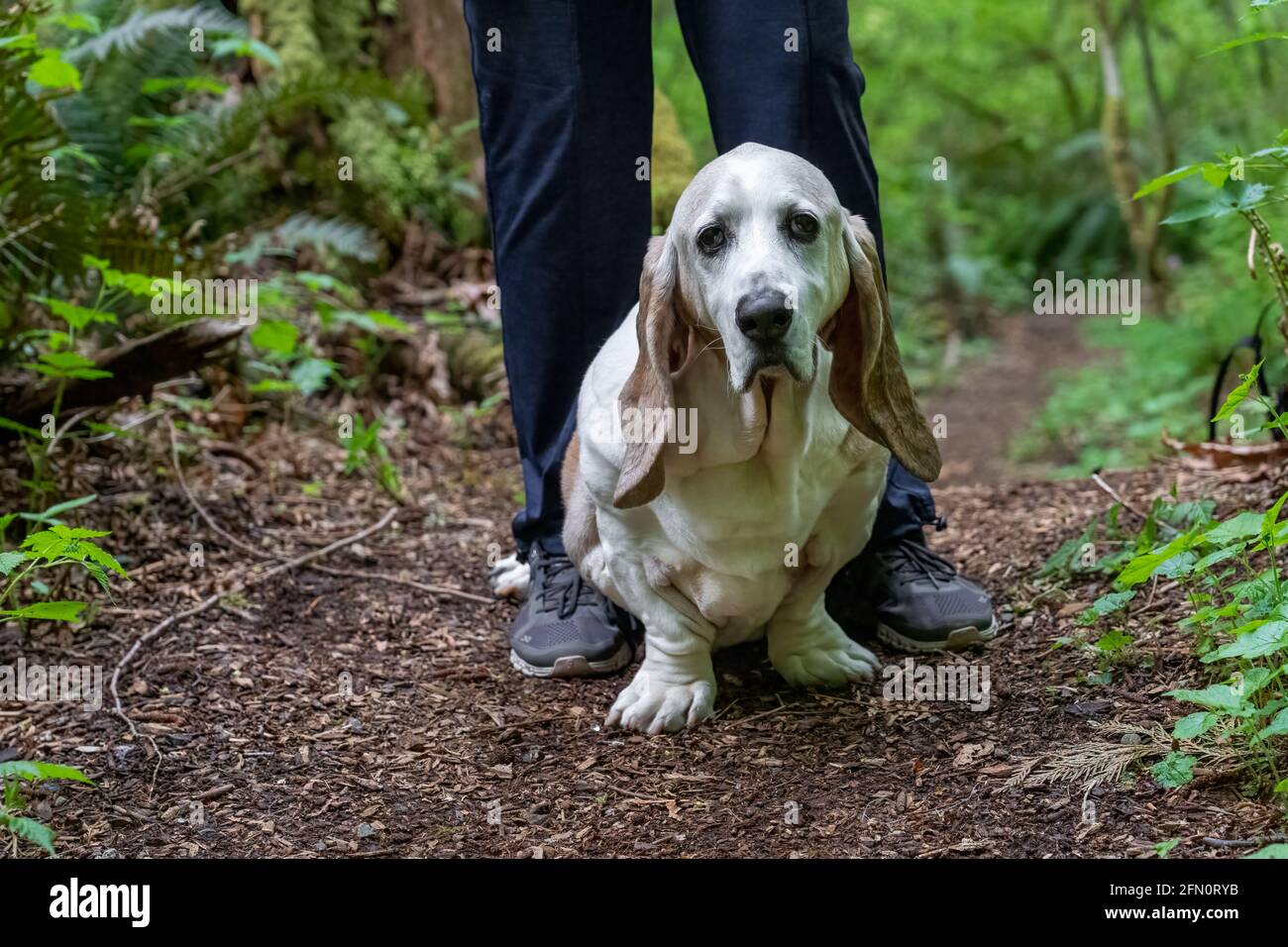 Chien Queu Entre Les Jambes www.alamyimages.fr