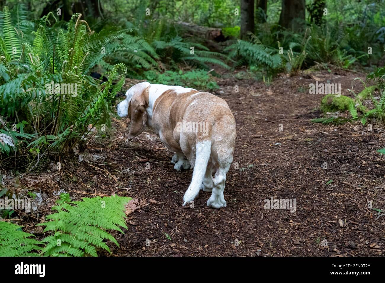 Issaquah, Washington, États-Unis. OPIE, un chien courant âgé de Basset atteint d'un cancer du lymphome, envoûtant un parfum sur un espadon de l'Ouest. (PR) Banque D'Images