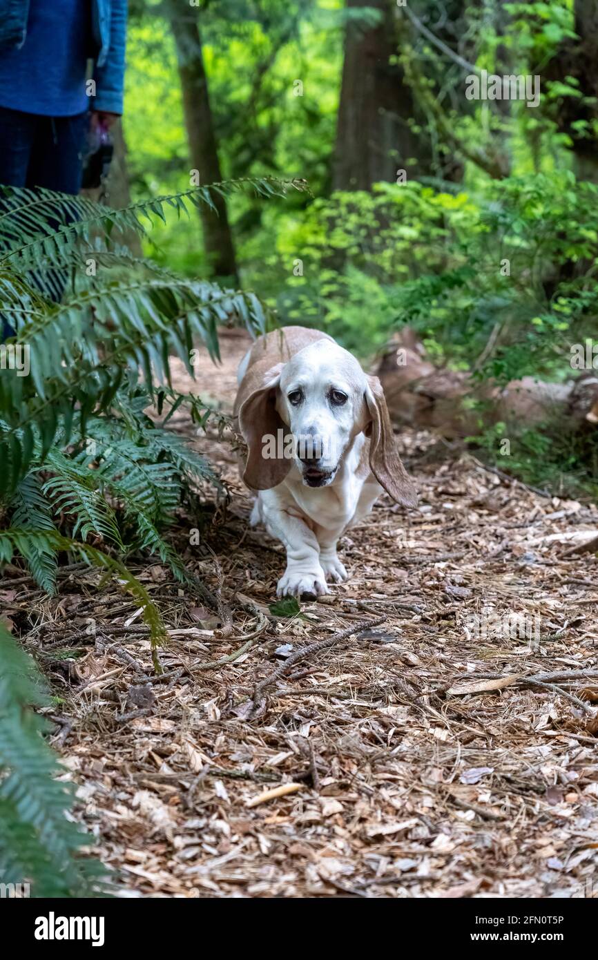 Issaquah, Washington, États-Unis. OPIE, un chien courant âgé de Basset, marchant sur un sentier forestier avec son propriétaire. (PR) (MR) Banque D'Images