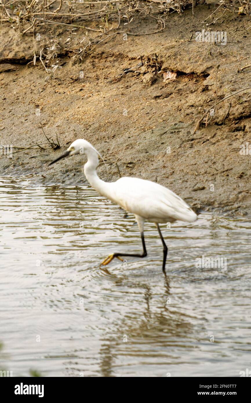 Super Egret au bord de l'eau à la recherche de nourriture en journée Banque D'Images