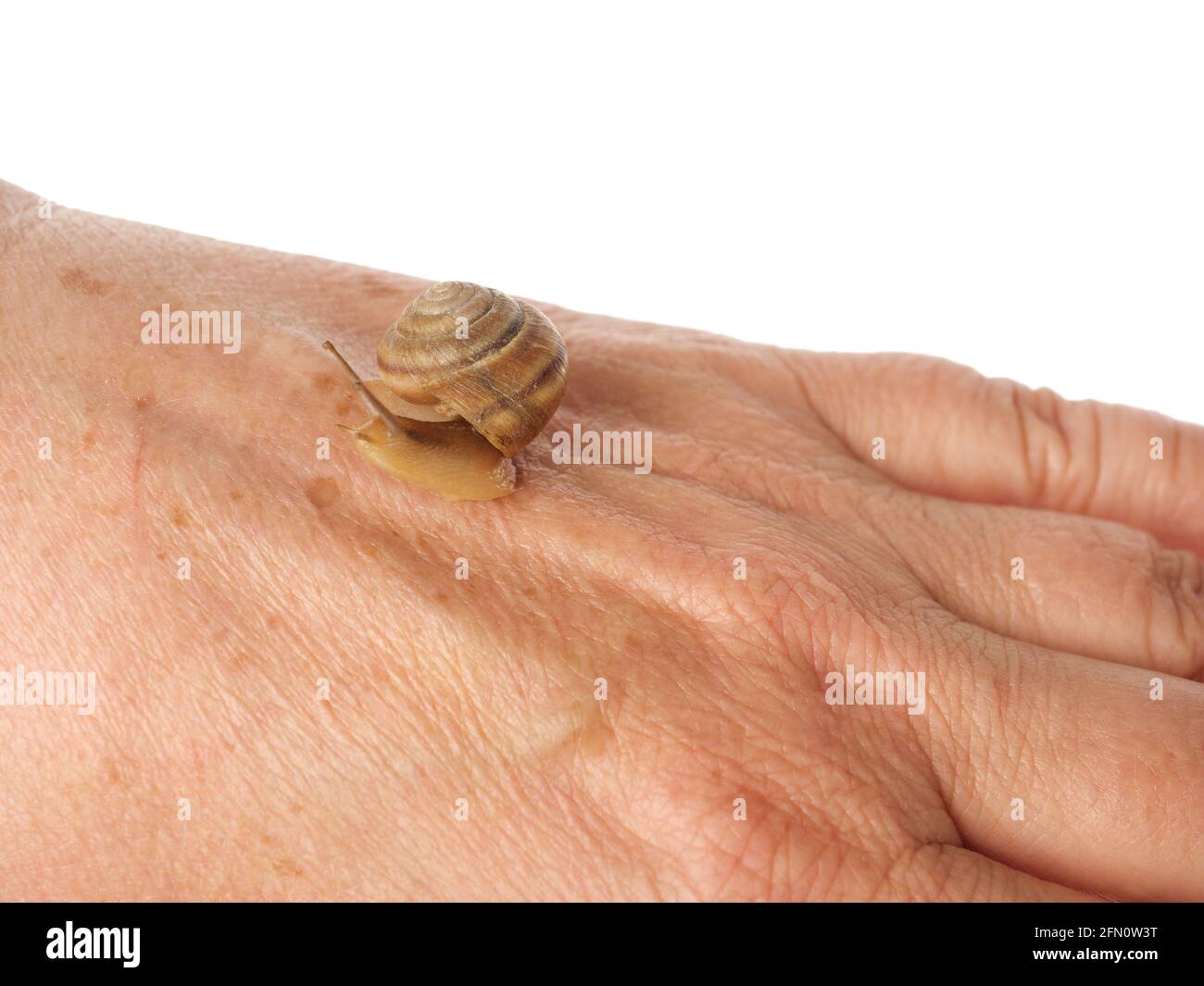 Mucus d'escargot Banque de photographies et d’images à haute résolution ...